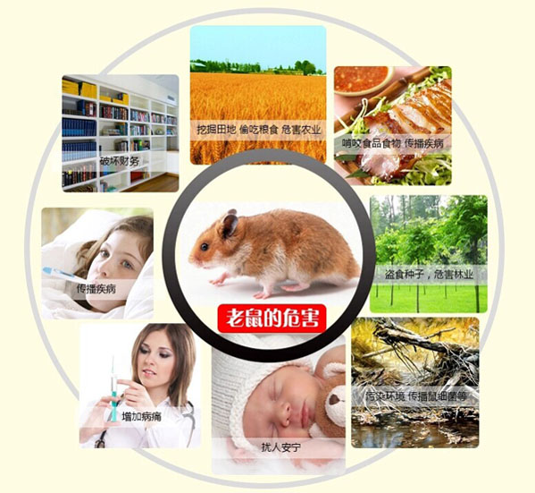 如何防治老鼠？    溧阳中环生物科技有限公司
